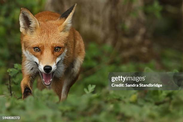 a running fox. - 狐狸 個照片及圖片檔