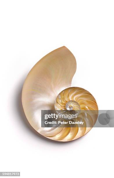 nautilus shell no 6 - number 6 stock pictures, royalty-free photos & images