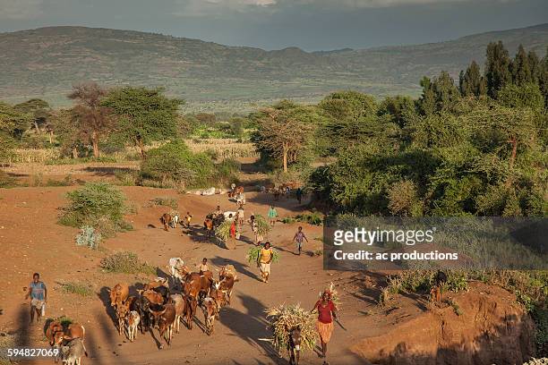 farmers guiding herd of cattle - ethiopian farming stock pictures, royalty-free photos & images