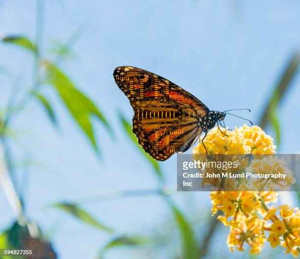 butterfly with circuit board wings perching on flowers - animal robot stock-fotos und bilder