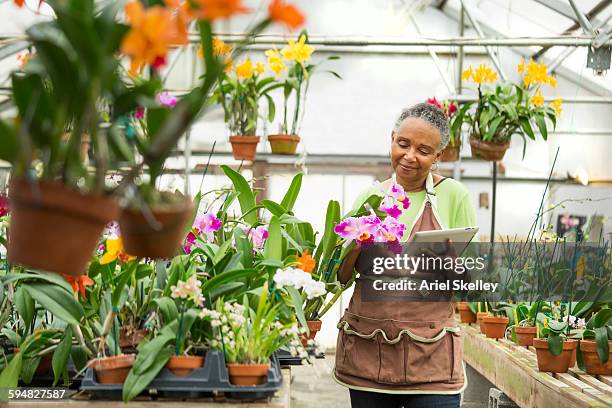 black gardener using digital tablet in greenhouse - rise from the grave stock pictures, royalty-free photos & images