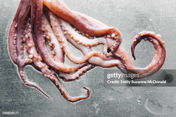 close up of squid tentacles on metal tabletop - tentacle stock pictures, royalty-free photos & images