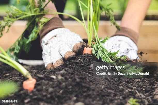 close up of woman planting carrot in garden - flower border stock-fotos und bilder