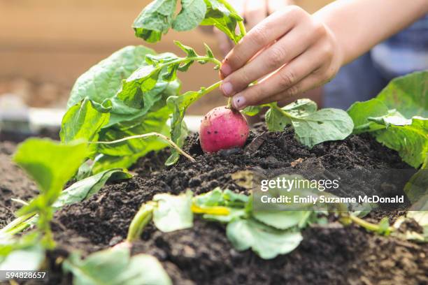 caucasian boy picking radish in garden - radijs stockfoto's en -beelden