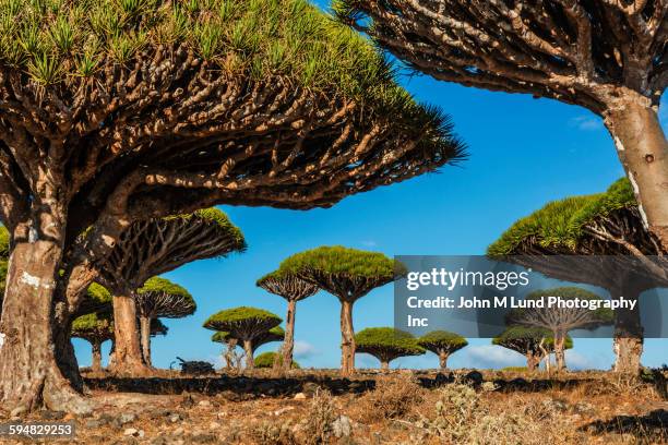 dragon blood trees growing in field - dragon tree stock pictures, royalty-free photos & images