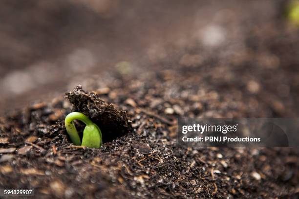 close up of seedling growing in dirt - emerging stock-fotos und bilder