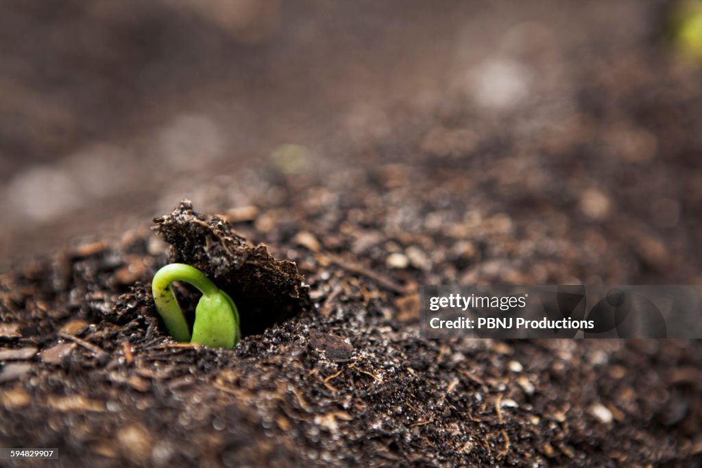 Close up of seedling growing in dirt