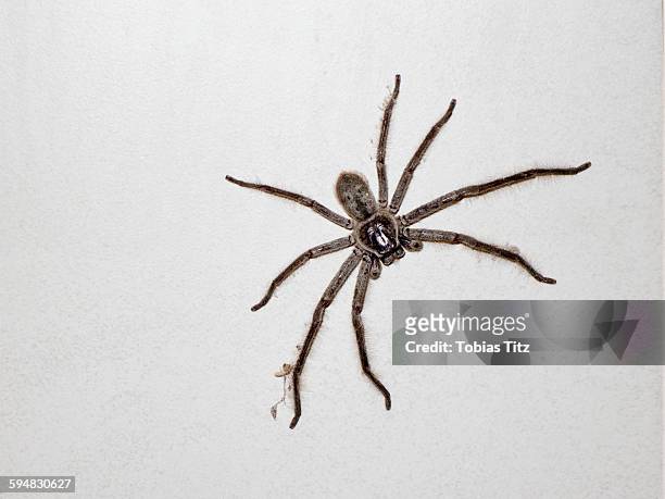 close-up of huntsman spider on white wall - huntsman spider stock pictures, royalty-free photos & images