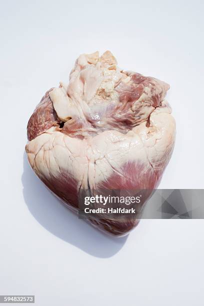 close-up of animal heart on white background - coração de animal imagens e fotografias de stock