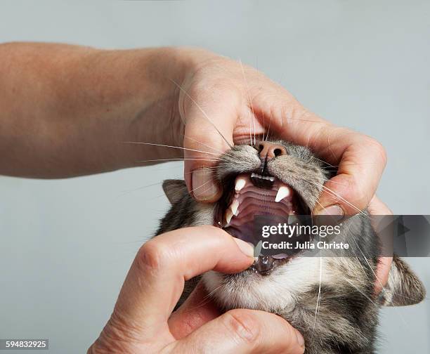 cropped hands of vet opening cats mouth at clinic - cat hand stock-fotos und bilder