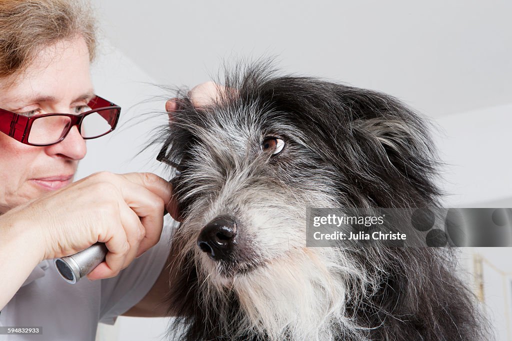 Female vet examining dogs ear in clinic