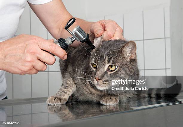 Cat Ear Scan 191 Cat Ear Exam Stock Photos, High-Res Pictures, and Images - Getty Images