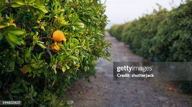 orange grove near bakersfield, california, america, usa - bakersfield stock-fotos und bilder