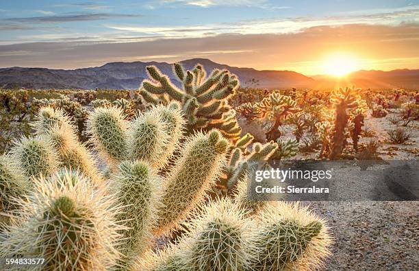 teddy bear cholla cactus in joshua tree national park at sunset, california usa - kaktus stock-fotos und bilder