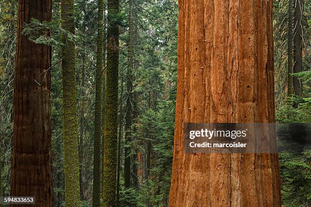 giant sequoia trees, sequoia national park, california, usa - sequoia stock pictures, royalty-free photos & images