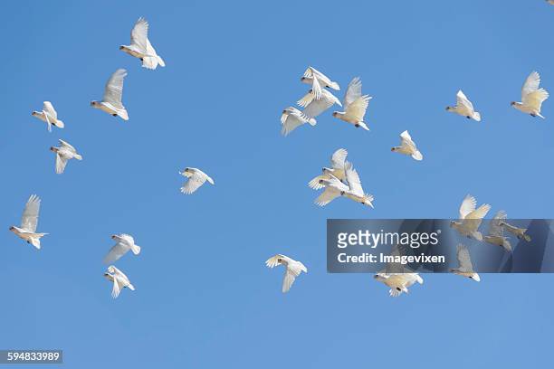 flock of corella birds  in  flight, australia - cockatoo stock-fotos und bilder