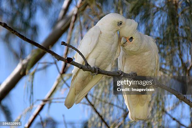 pair of corella birds (cacatua sanguinea), australia - cacatua bird stock pictures, royalty-free photos & images
