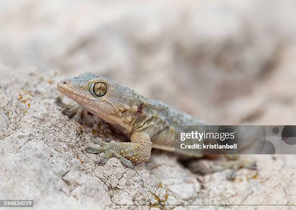 moorish gecko (tarentola mauritanica), spain - tarentola stock pictures, royalty-free photos & images