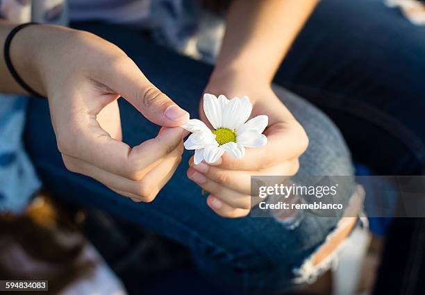 close-up of a girl holding a daisy - 花びら占い ストックフォトと画像