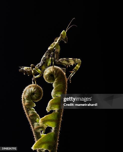 devil's flower mantis, ambarawa, central java, indonsia - devils flower mantis stock pictures, royalty-free photos & images