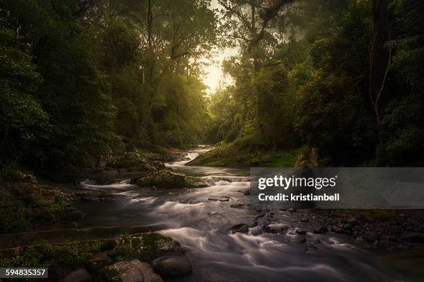 stream in rainforest, barrington tops, new south wales, australia - hunter valley nsw stock-fotos und bilder