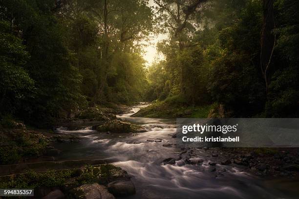 stream in rainforest, barrington tops, new south wales, australia - hunter valley photos et images de collection