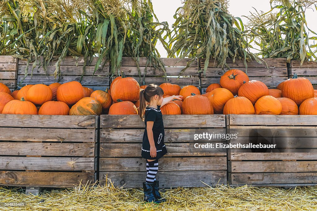 Girl picking out pumpkins at pumpkin farm