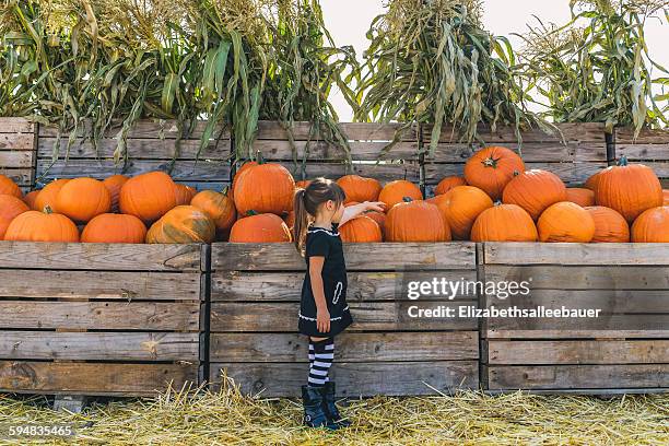 Girl picking out pumpkins at pumpkin farm