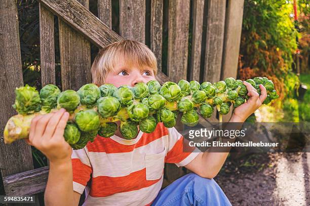 boy eating a stalk of brussels sprouts - rosenkohl stock-fotos und bilder