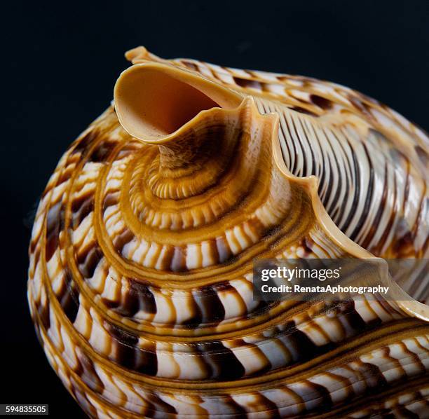 close-up of a seashell - muschel close up studioaufnahme stock-fotos und bilder