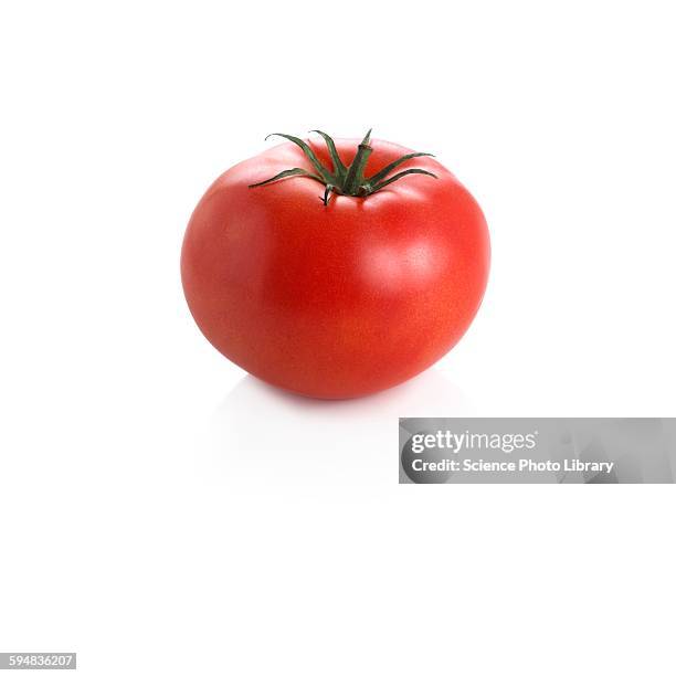 tomato - tomate fotografías e imágenes de stock