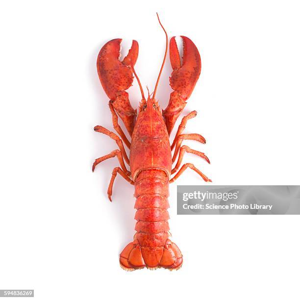 cooked lobster - cooked lobsters stock pictures, royalty-free photos & images