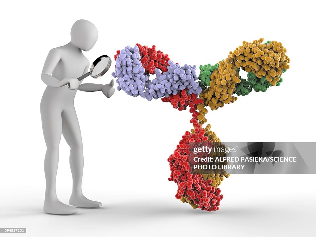 3D human inspecting an antibody molecule