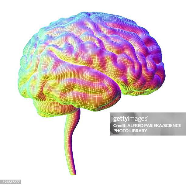 human brain, illustration - human brain stock illustrations