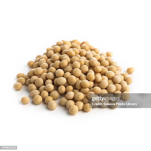 soya beans - soybean stock-fotos und bilder