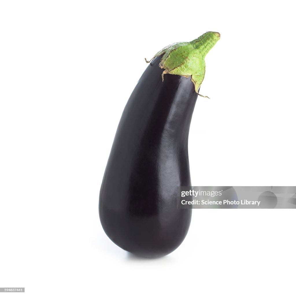 Aubergine