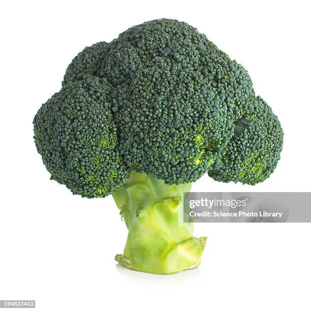 broccoli - broccoli on white stockfoto's en -beelden