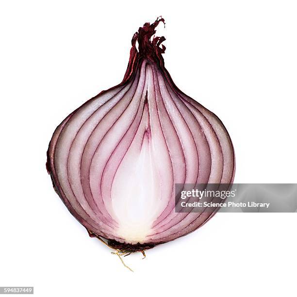 red onion - gemüsezwiebel stock-fotos und bilder