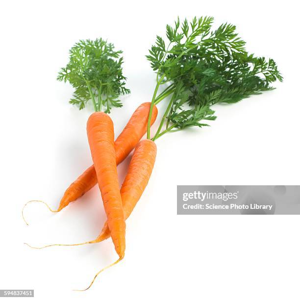 carrots - carrot foto e immagini stock