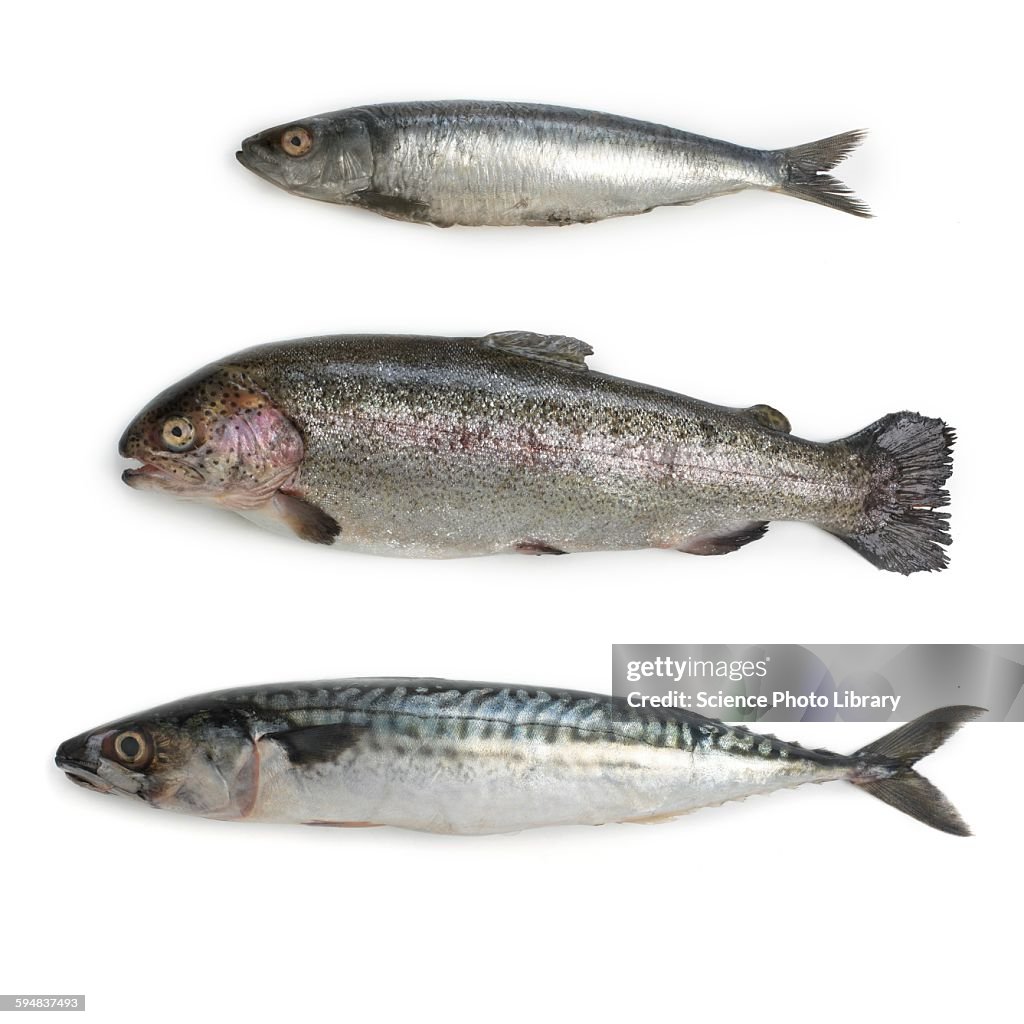 Sardine, rainbow trout and mackerel