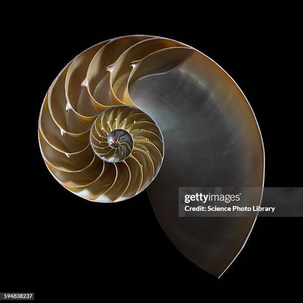 nautilus shell - nautilus stock pictures, royalty-free photos & images