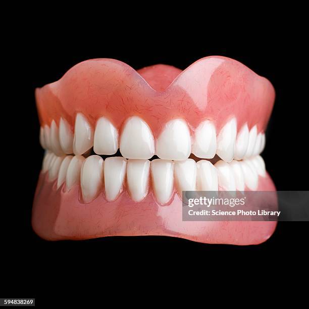 model of human teeth - künstliches gebiss stock-fotos und bilder