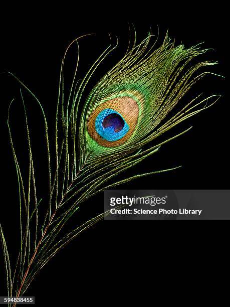 Peacock Feather High-Res Stock Photo - Getty Images