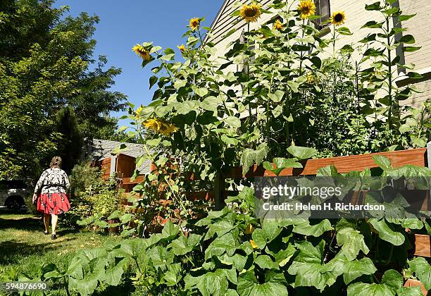 Polly Dicker, left, walks past 12 foot sunflowers near the neighborhood's Pop Up Farm stand at the intersection of East 7th Avenue and Bellaire...