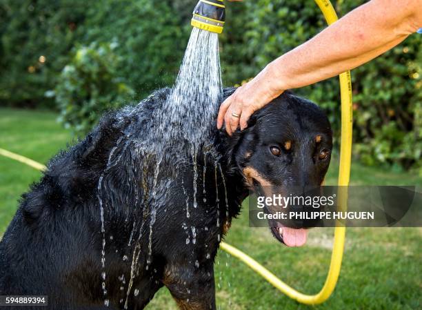 Person cools off a dog with water in Lille, northern France, on August 24, 2016 as a wave of heat strikes France.