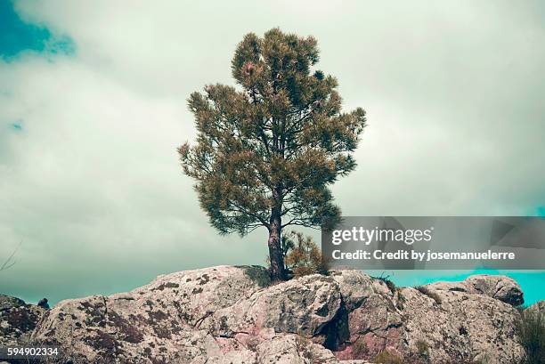 the lonely tree - josemanuelerre stock-fotos und bilder