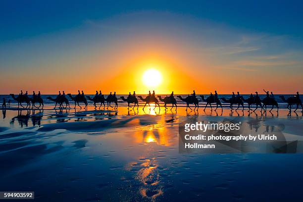 the famous camel train, cable beach, western australia - camel ride stock pictures, royalty-free photos & images