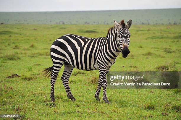 zebra, masai mara national reserve - zebra stock-fotos und bilder