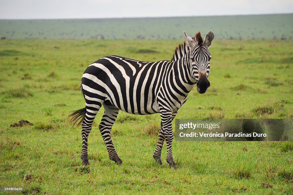 Zebra, Masai Mara National Reserve