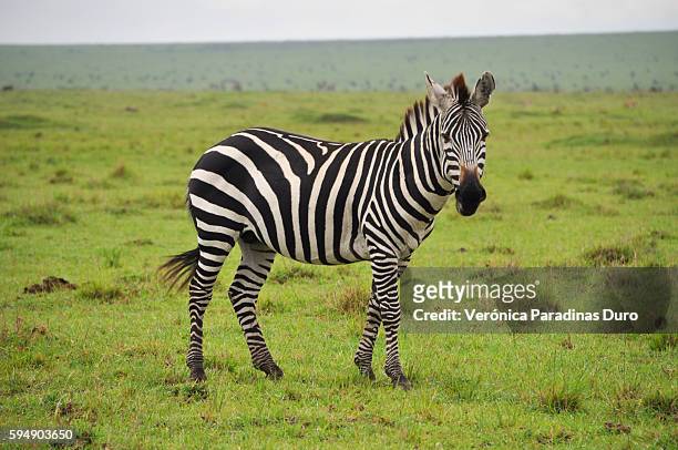 zebra, masai mara national reserve - zebra bildbanksfoton och bilder